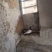 کفتر سینه ای نر|پرنده|آبیک, |دیوار