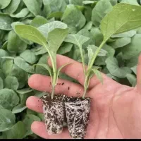 زمین کشاورزی