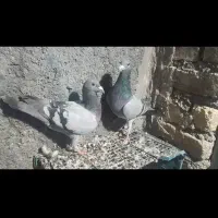 کبود کبوتر المانی