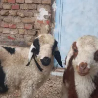 بره|حیوانات مزرعه|اهواز, سیاحی(سه راه خرمشهر)|دیوار