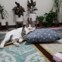 واگذاری گربه