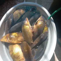 ماهی فروشی خورشید