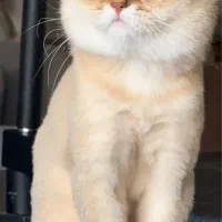 فروش دو گربه ny11