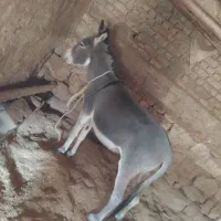 الاغ|حیوانات مزرعه|بجنورد, |دیوار