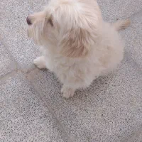 دو عدد سگ پا کوتاه