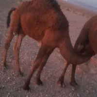 چند نفر حاشی نر و شتر و گهود