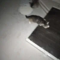 سه تا بچه گربه ناز