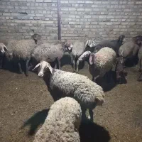 بره ماده چینی مهربان(هیسار)