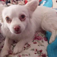 سگ پامر|سگ|نظرآباد, نجم آباد|دیوار