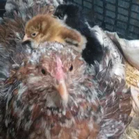 مرغ کرک با جوجه هاش