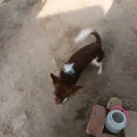 سگ پا کوتاه|سگ|سراوان, |دیوار