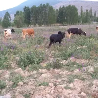 چو وپانی