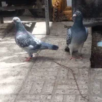 پلاکی مسافتی