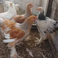 مرغ و خروس
