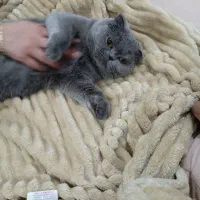 گربه ماده اسکاتیش غیر قابل فروش