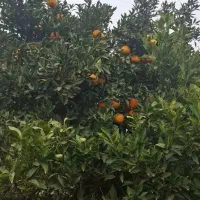 تامسون یک‌ تن