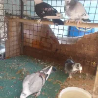 طاووسی طوقی