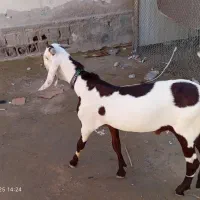 فروشی نر بز|حیوانات مزرعه|کنارک, |دیوار