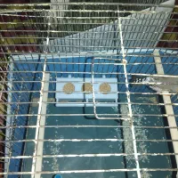 مرغ عشق، فنچ|پرنده|قزوین, |دیوار