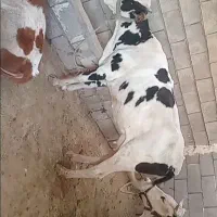 شنگل شکم اول باگوساله ماده