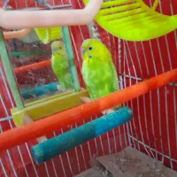 پرنده خانگی