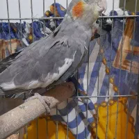 عروس هلندی سخنگو