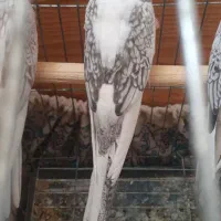 عروس هلندی جوجه|پرنده|بجنورد, |دیوار