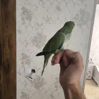 راهب نر