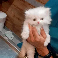 بچه گربه های پرشین سفید|گربه|اهواز, رسالت|دیوار