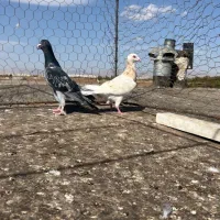 سه جفت هفت رنگ