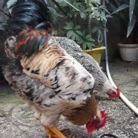 فروش خروس محلی