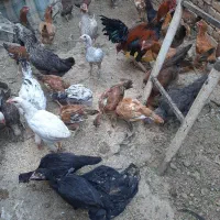 جوجه مرغ محلی