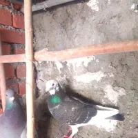 کبوتر مسافتی