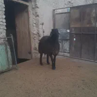 فروش‌بره‌قوچ‌همو|حیوانات مزرعه|شیروان (خراسان), |دیوار