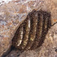 عسل وحشی ارگانیگ