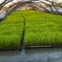 باکس نشا تیم پر پشت آماده نشاه