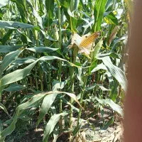 خرید و فروش ذرت علوفه ای و بسته بندی به قیمت مناسب|حیوانات مزرعه|فاضل آباد, |دیوار