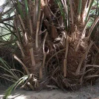 فسیل (پاجوش کلوته )