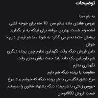 عروس هلندی رام ماده اماده برا جوجه کشی معاوضه دارم|پرنده|تهران, مسعودیه|دیوار