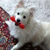 سگ پامرروباهی|سگ|سیرجان, |دیوار