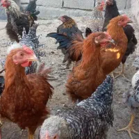 خروس محلی  به صورت یکجا