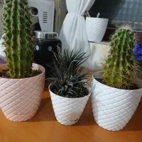 گلهای کاکتوس