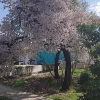 فروش-باغ-با-ساختمان-قصردشت