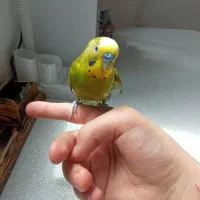 مرغ عشق نر تنها