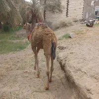 یک نفر هاشی رودباری