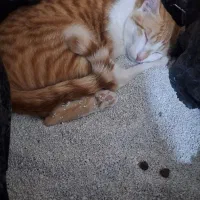 فروش گوشی A54