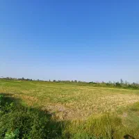 زمین کشاورزی|فروش دفتر صنعتی، کشاورزی، تجاری|رشت, حومه رشت|دیوار
