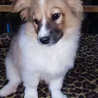 واگذاری توله سگ فیندو پاکوتاه اصیل|سگ|نوبران, |دیوار