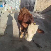 گاو نر|حیوانات مزرعه|نظر کهریزی, |دیوار