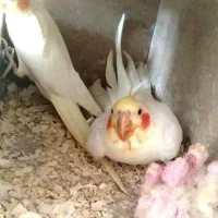 انواع پرنده زینتی خانگی